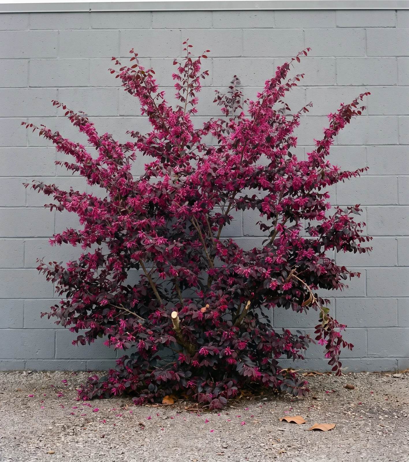 A whole mature loropetalum in bloom seen side on against a plain painted wall, showing its loose layered habit