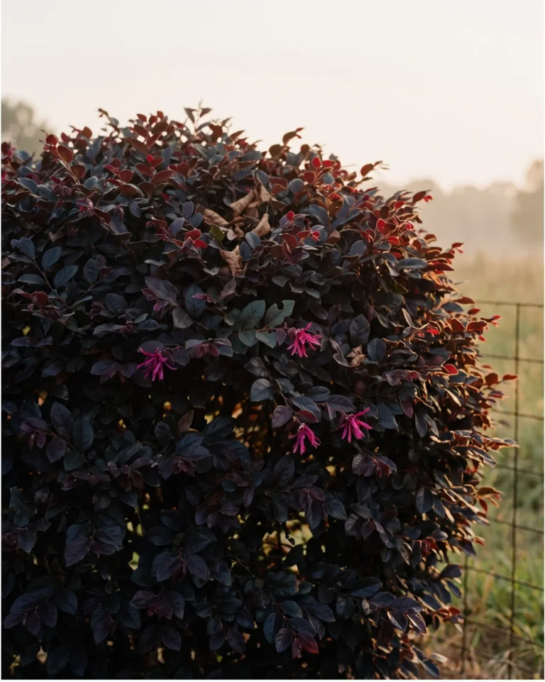 A compact Ever Red loropetalum with near-black burgundy foliage on a hot summer evening
