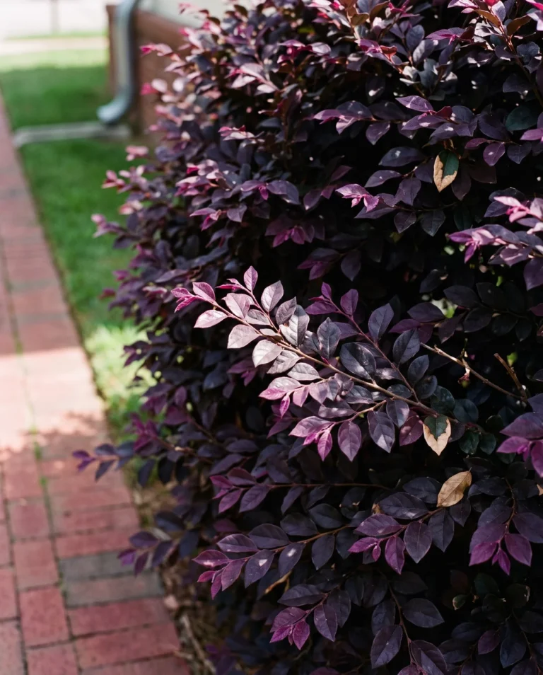 A Purple Diamond loropetalum holding deep purple foliage in the middle of summer with no bloom