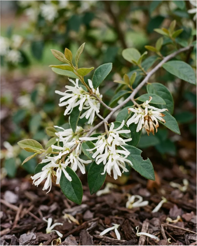 The plain green-leaved white-flowered loropetalum, its new leaves olive and older ones dark emerald