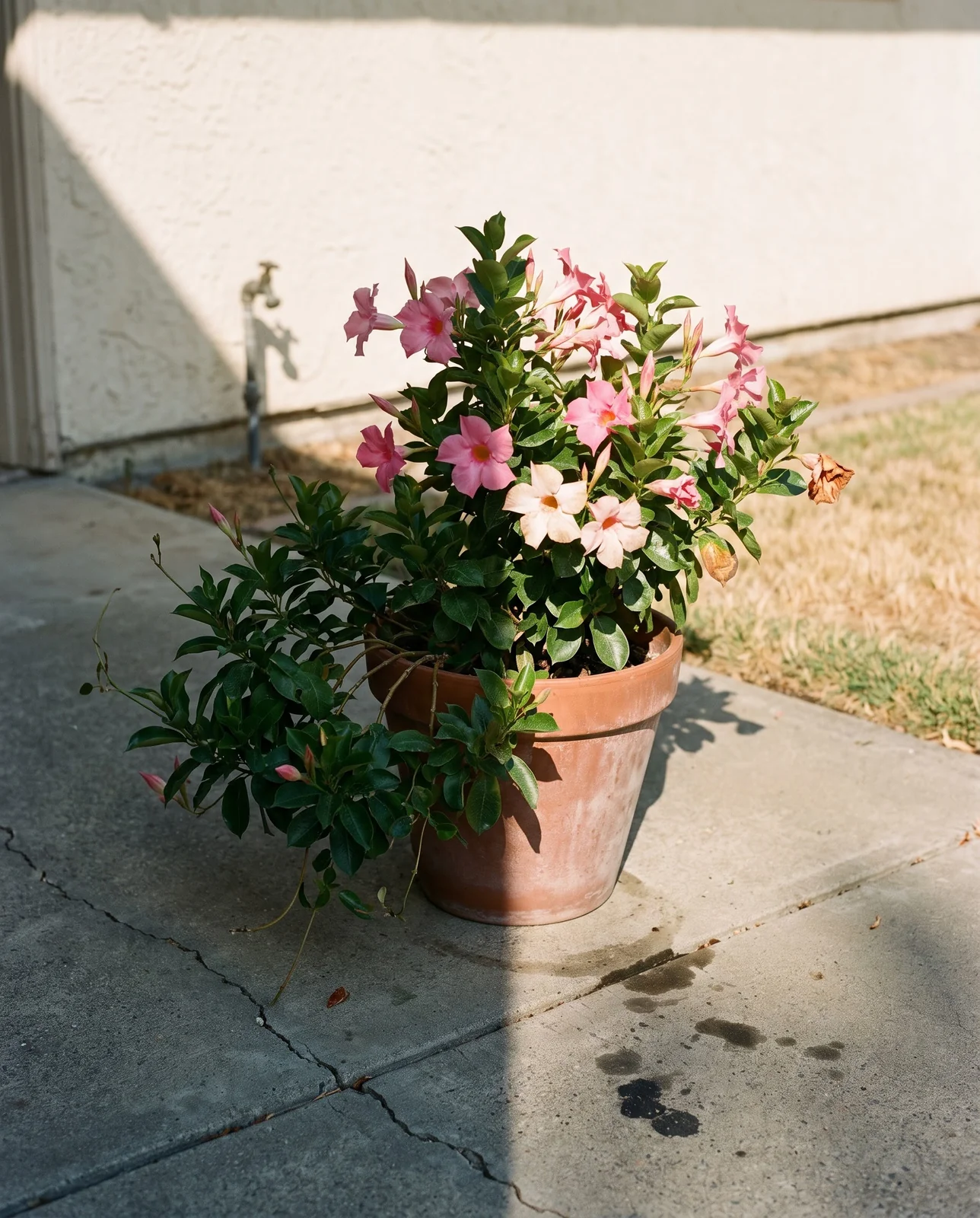 A mandevilla pot standing exactly on the shadow line where a wall cuts the afternoon sun