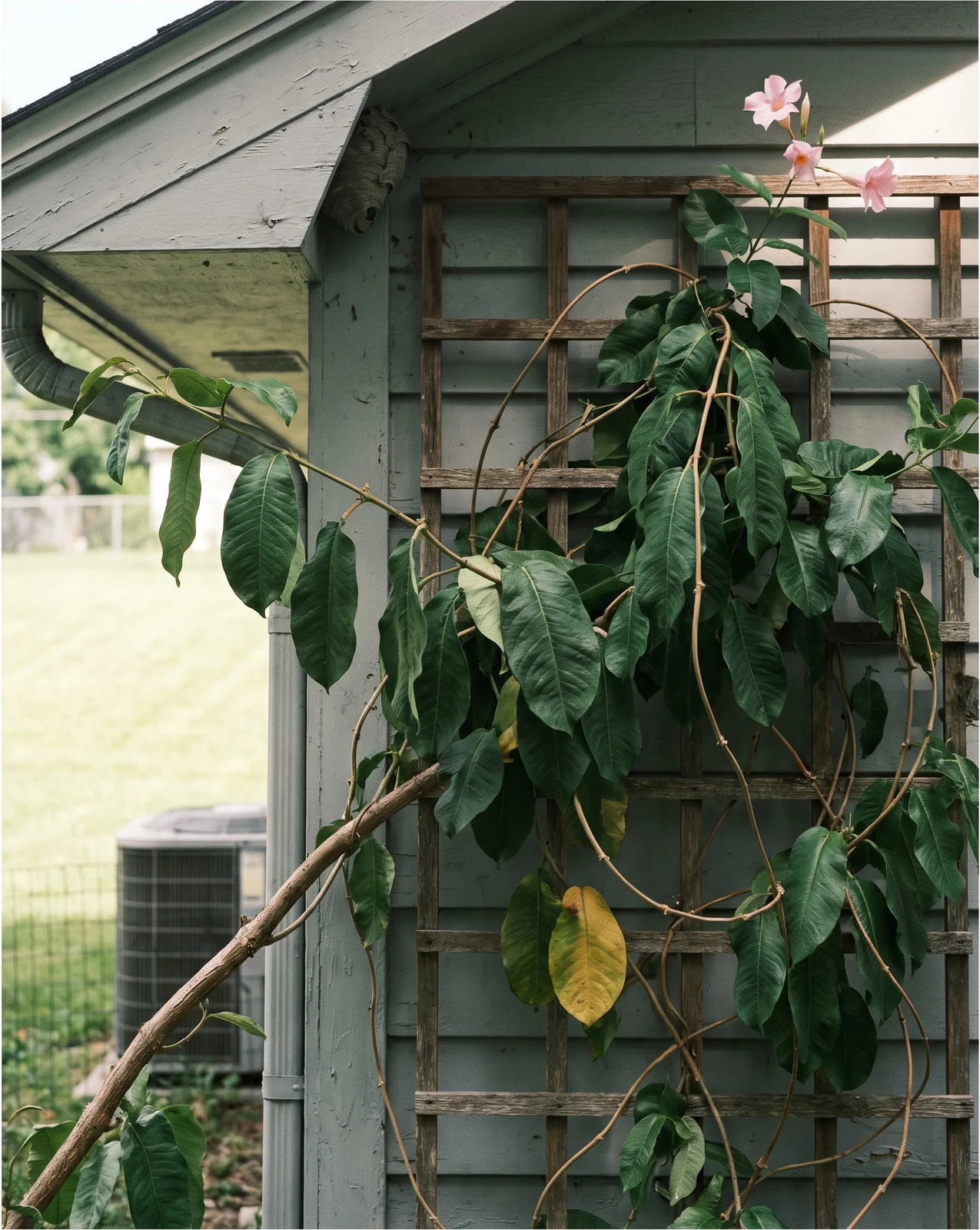 A dense leafy mandevilla with almost no flowers on a trellis in the shade of a house wall