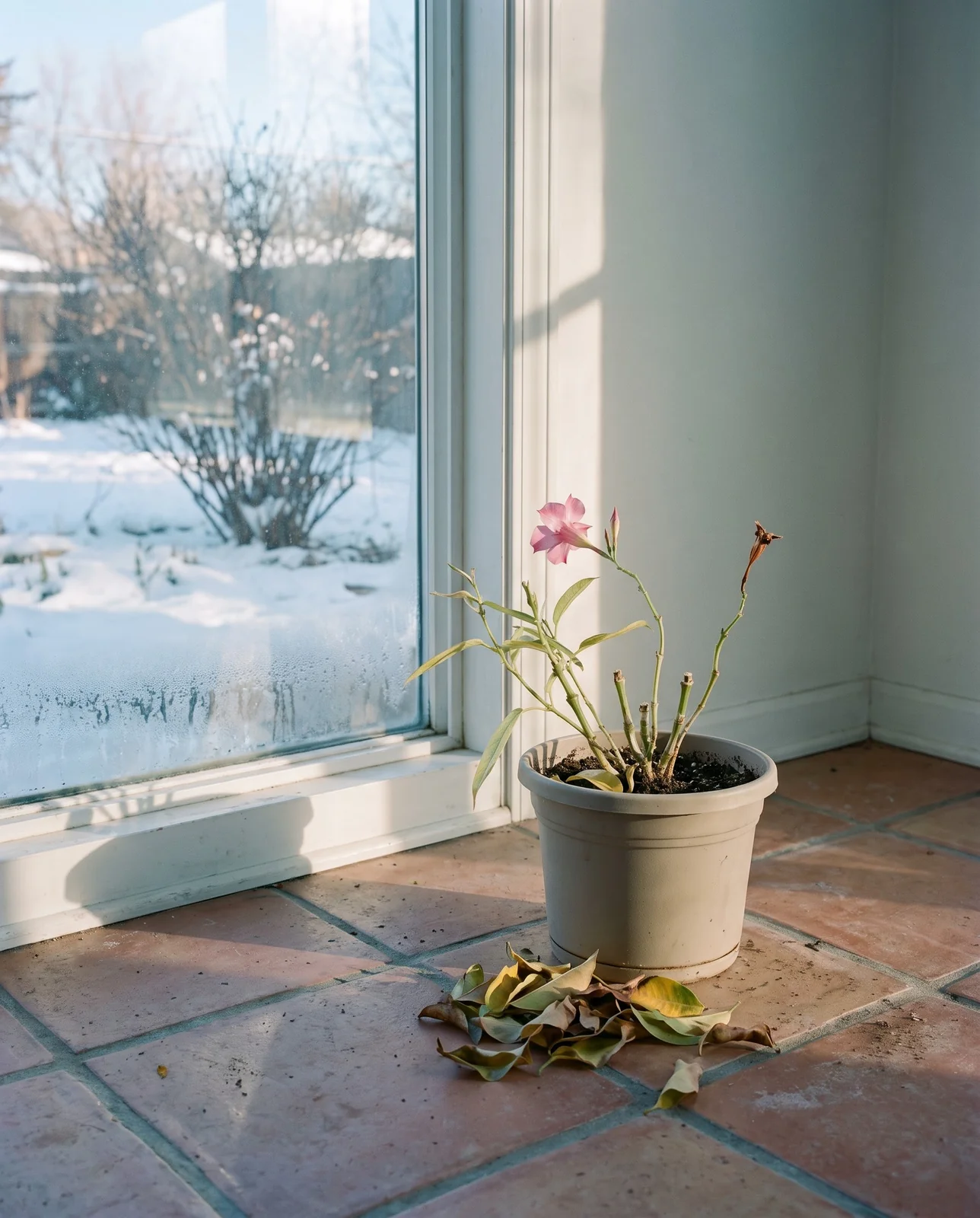 A cut back mandevilla wintering as a houseplant at a bright south window in January