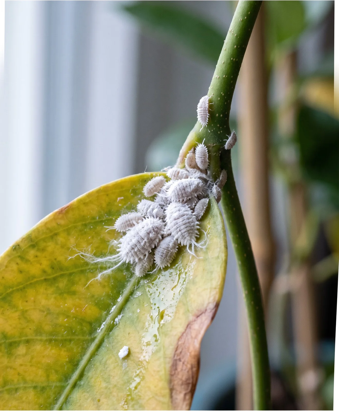 White cottony mealybugs clustered in a mandevilla leaf axil on an overwintering plant