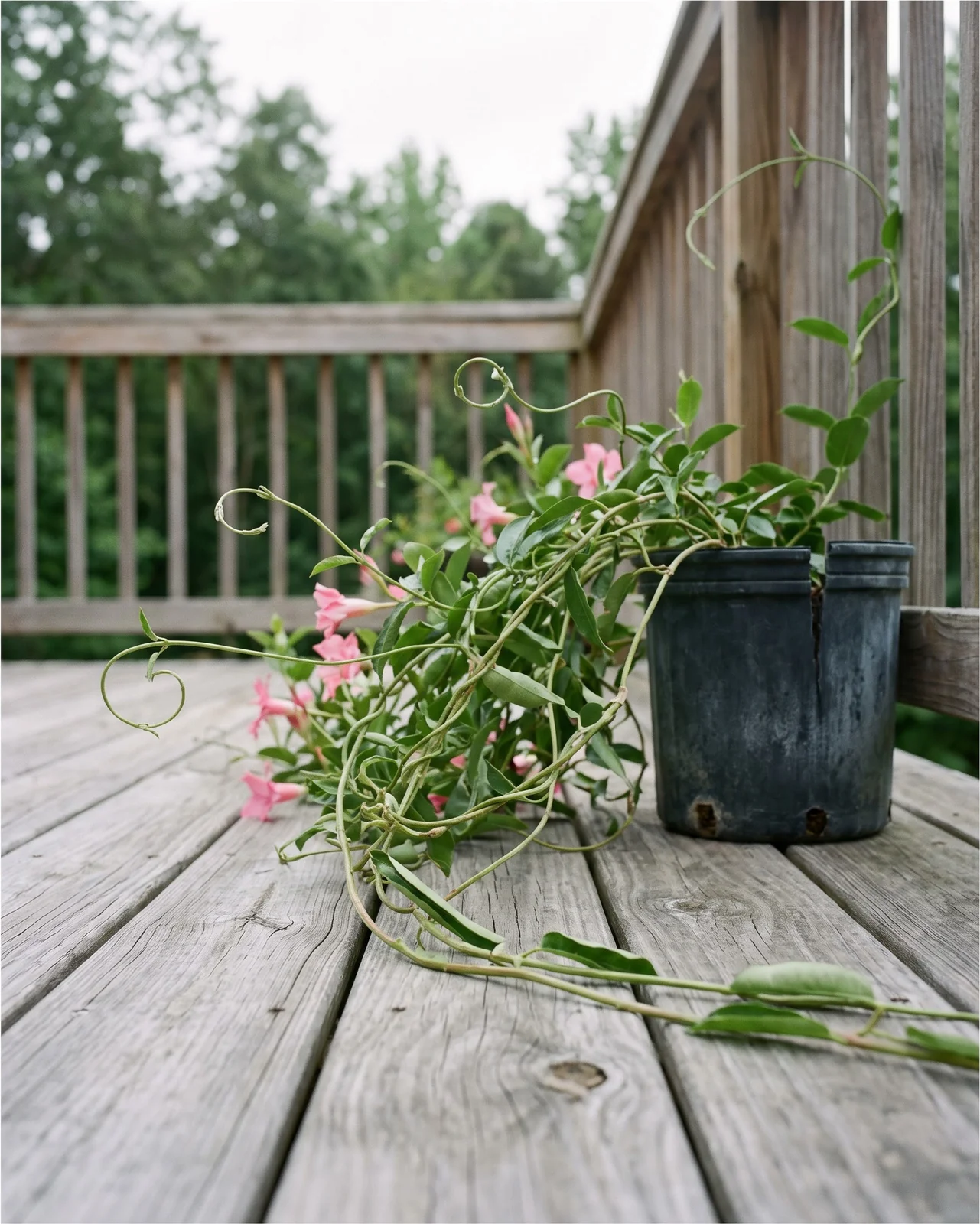 A mandevilla with no support sprawling out of its pot and running across deck boards