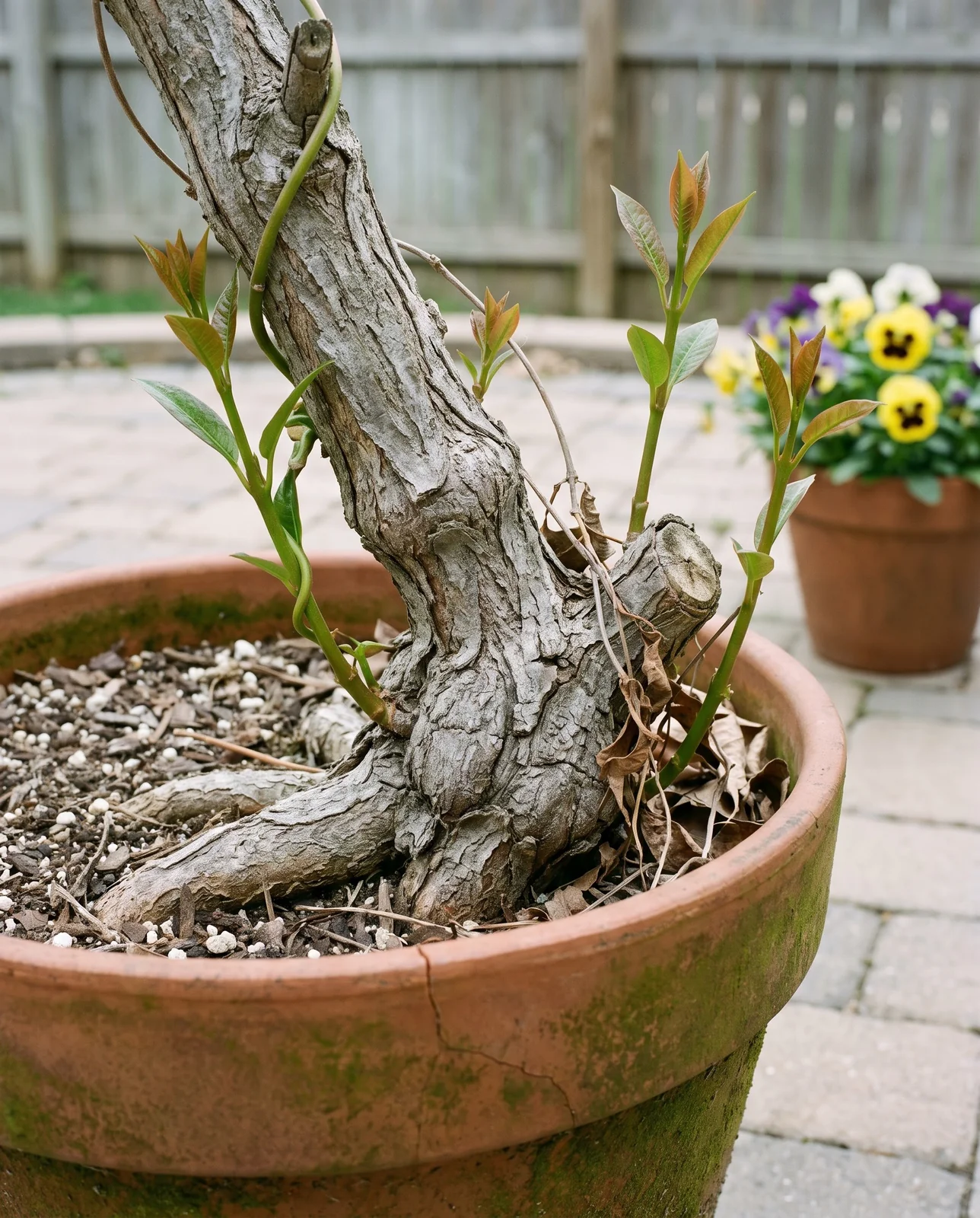 The thick woody base of a third year mandevilla filling its pot, with new shoots rising
