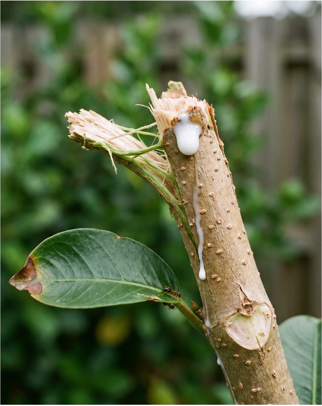 A drop of milky white sap standing on a freshly snapped mandevilla stem