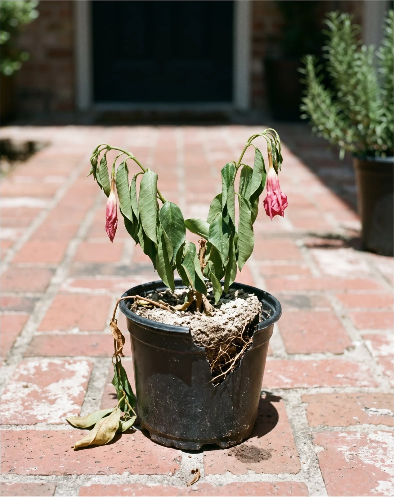 A mandevilla wilted flat in a small dry pot on hot brick paving in the middle of the afternoon