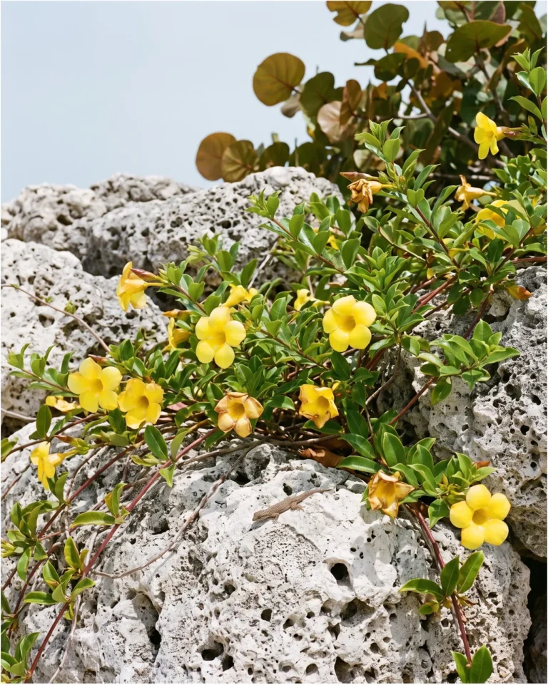 A yellow trumpet vine on a coral rock wall, the look-alike sold as yellow mandevilla