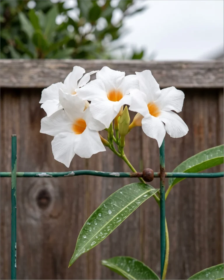 White dipladenia Mandevilla boliviensis with orange-yellow throats in a cluster on a wire trellis