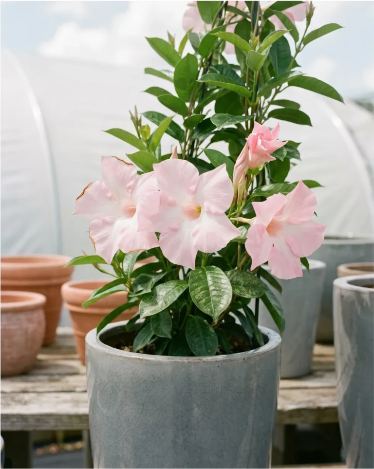 Pastel pink Sun Parasol Giant mandevilla with five inch flowers in a tall glazed pot