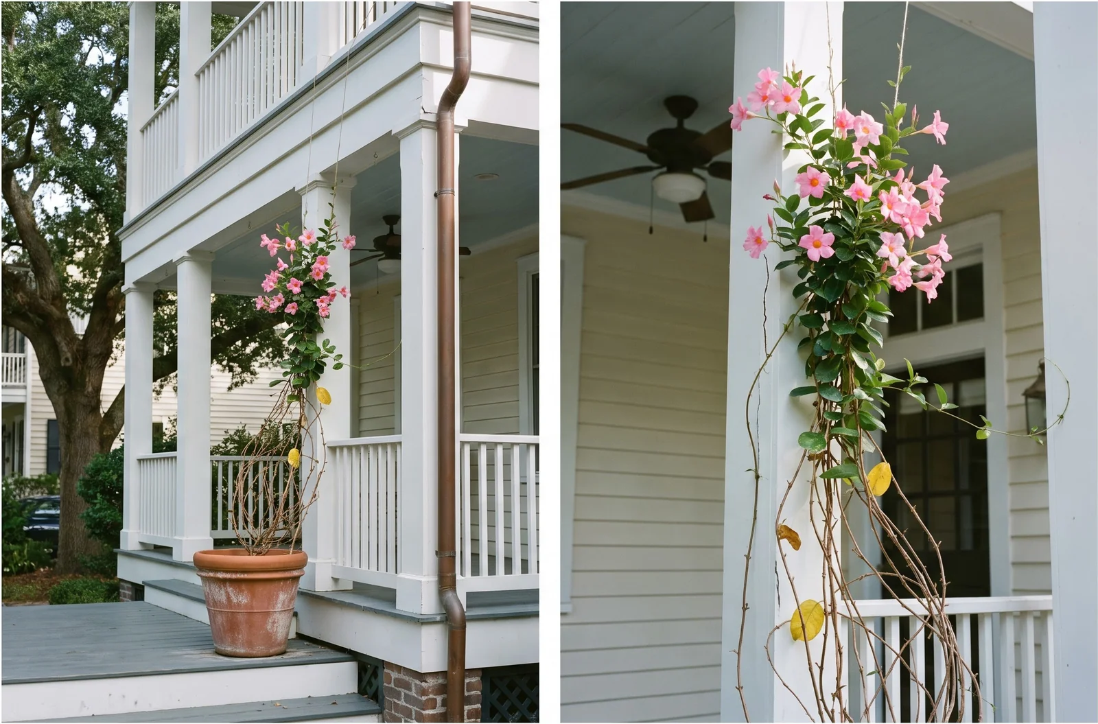 A single season of mandevilla growth reaching a second floor rail on a Southern porch column