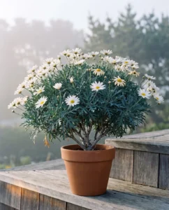 Marguerite daisy flower