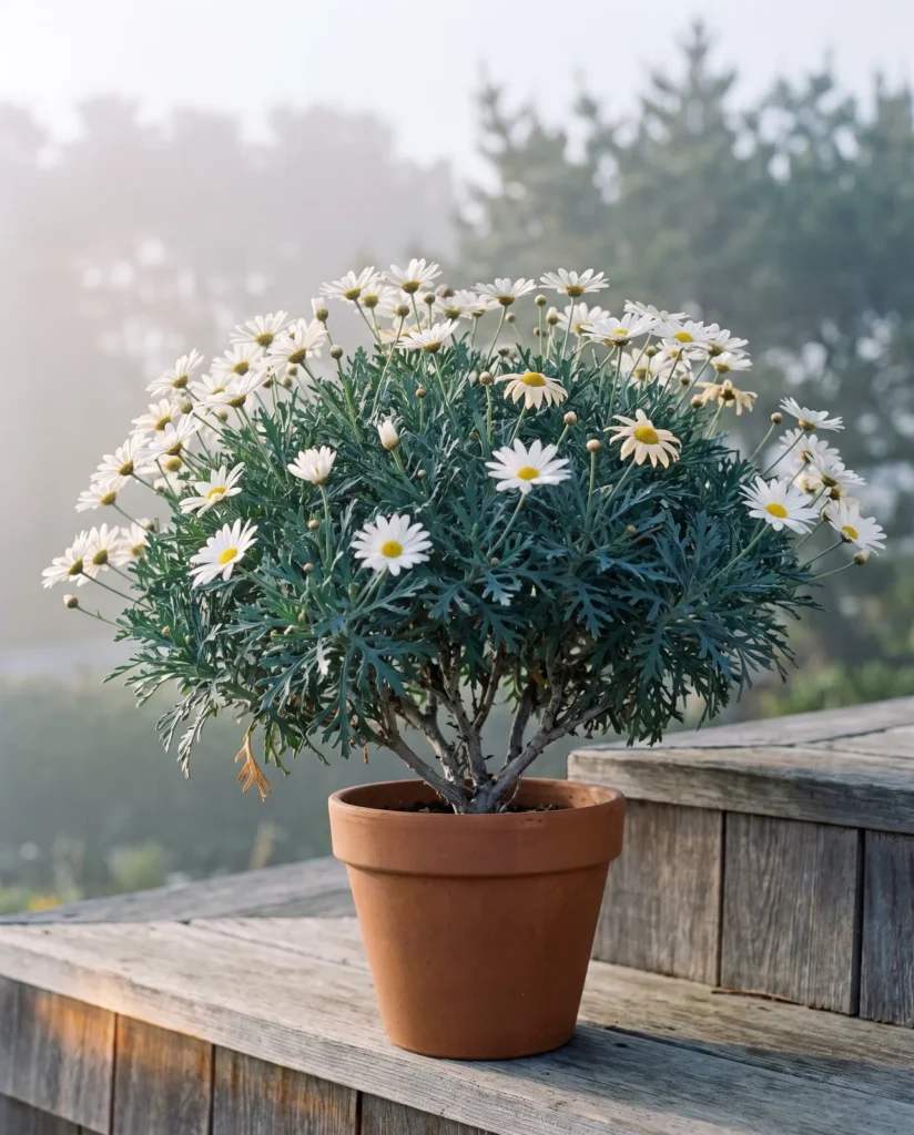 A white marguerite daisy in a terracotta pot on a weathered shingled porch step with coastal fog lifting behind it