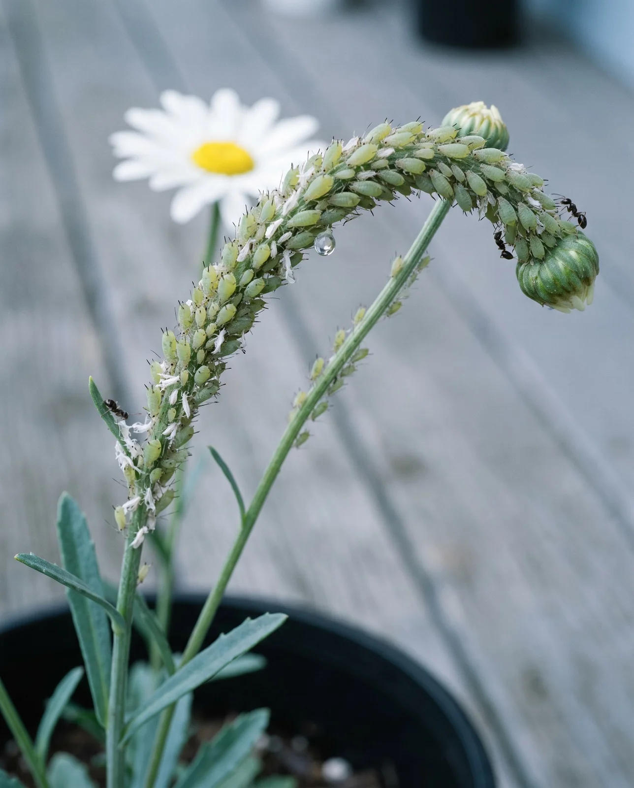 A dense aphid colony crowded along two marguerite daisy flower stalks with white cast skins among them