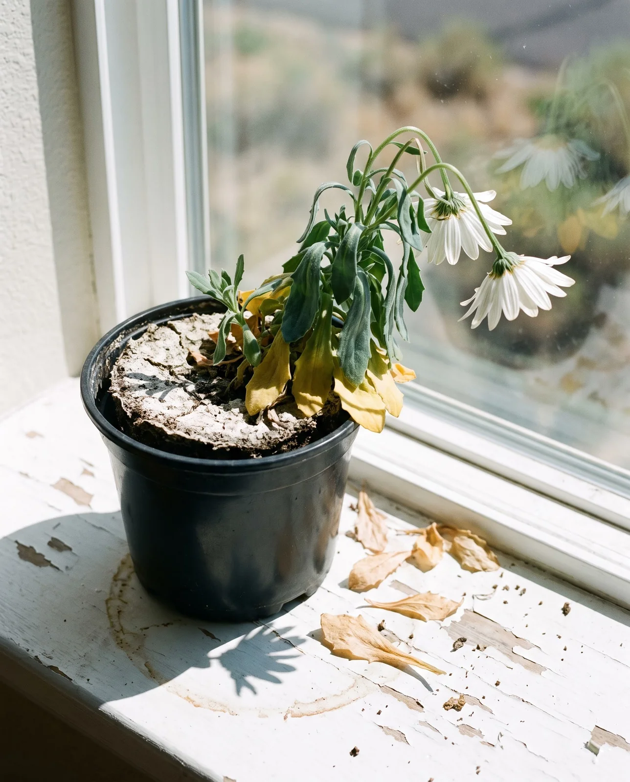 A wilting marguerite daisy whose potting mix has shrunk away from the pot wall, lower leaves evenly yellow