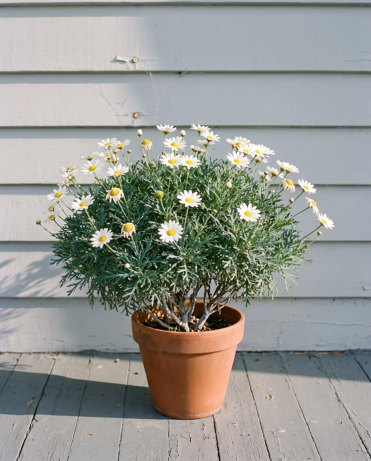 A whole marguerite daisy seen side on in a clay pot against pale grey clapboard, showing its rounded bushy mound