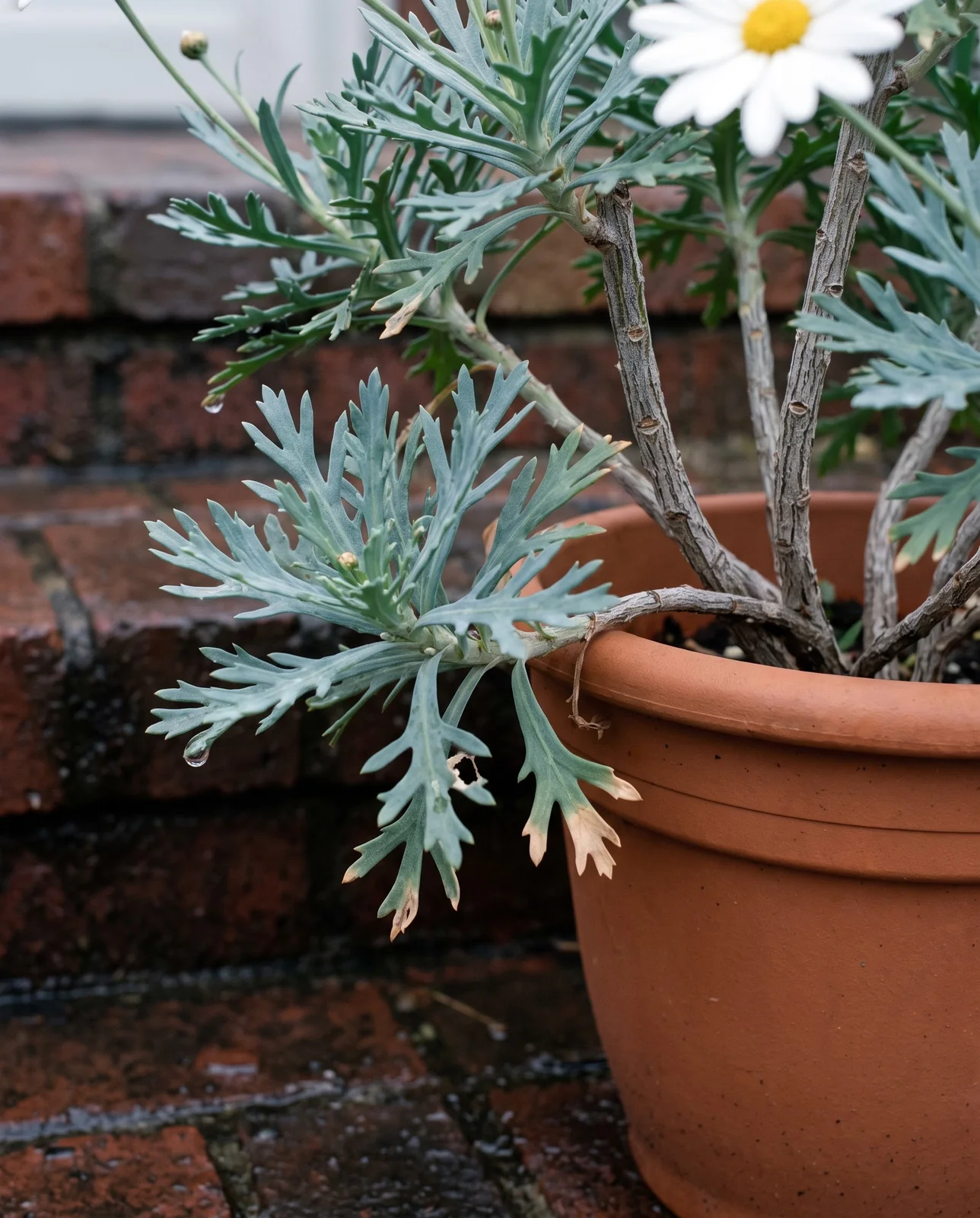 Close view of the fleshy blue-green dissected leaves and grey woody base of a marguerite daisy on wet brick steps
