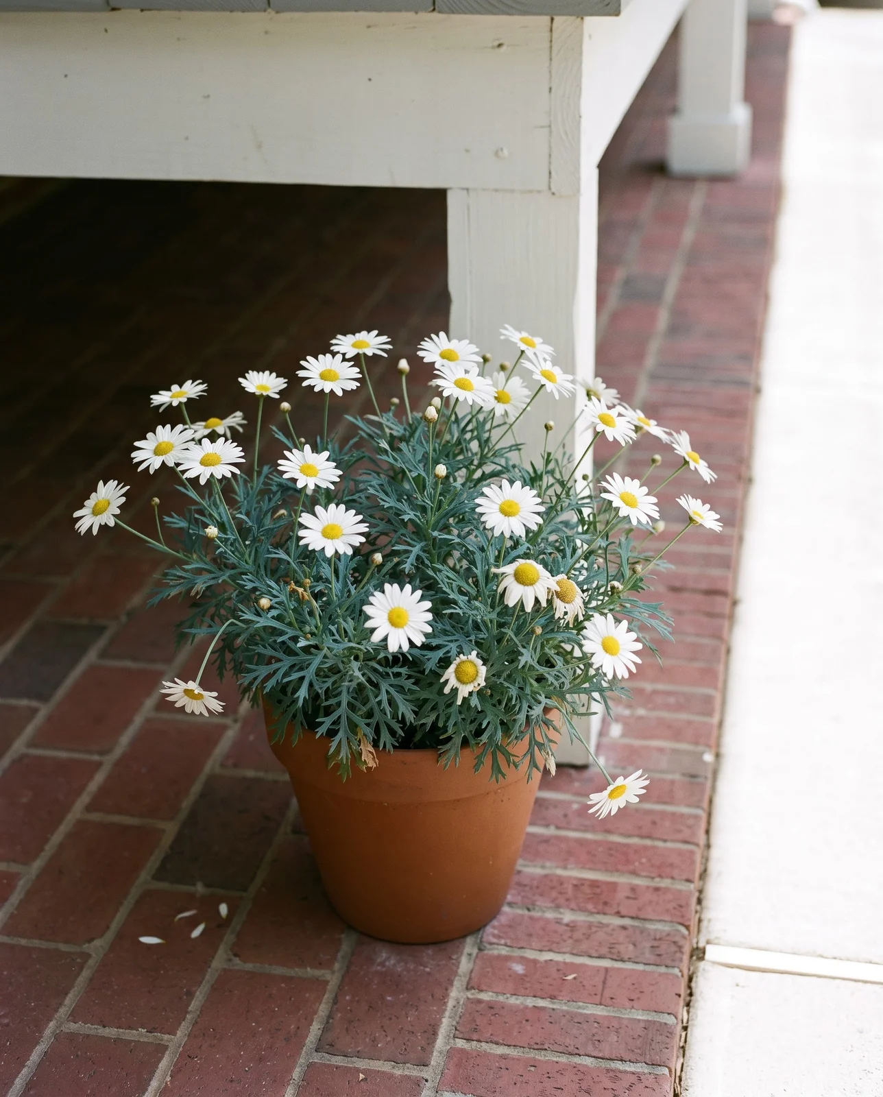 The same brick patio three feet along under a porch eave, where an identical marguerite daisy is full and flowering