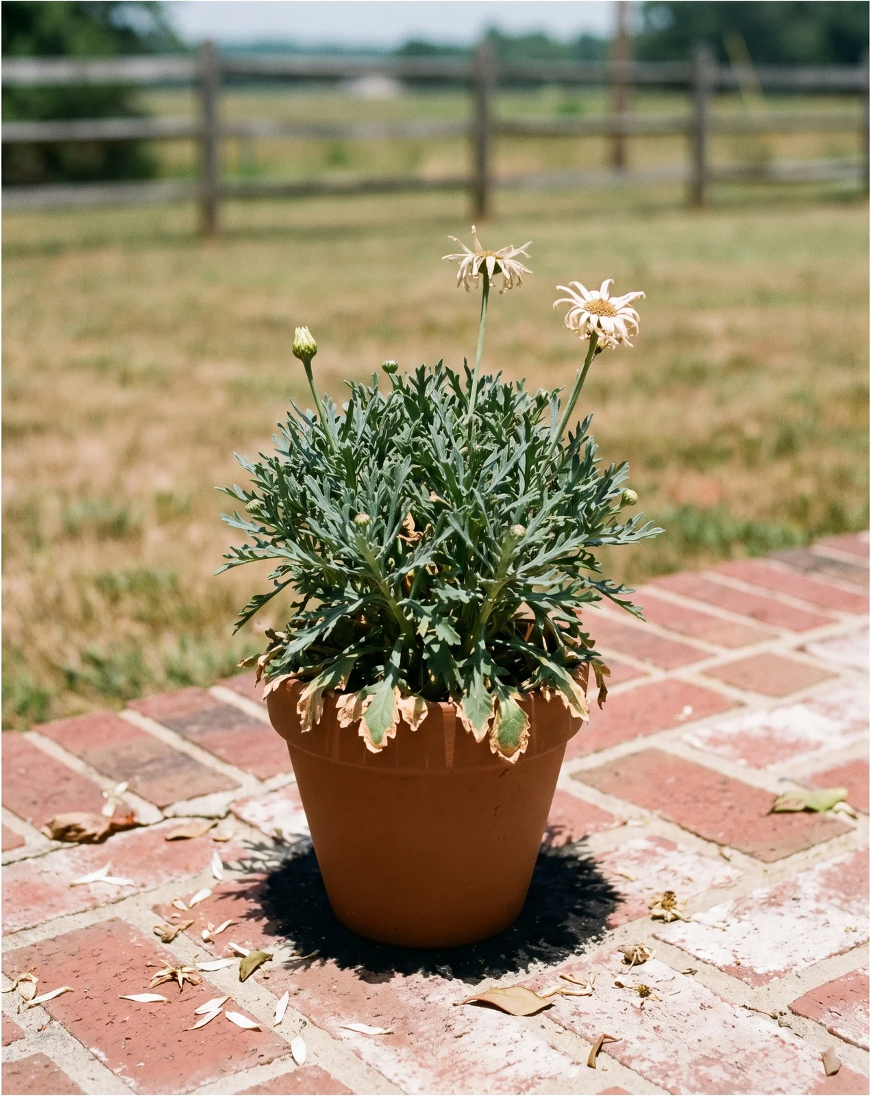 A potted marguerite daisy stalled in hard July sun on a hot brick patio, foliage tight and grey with no flowers left