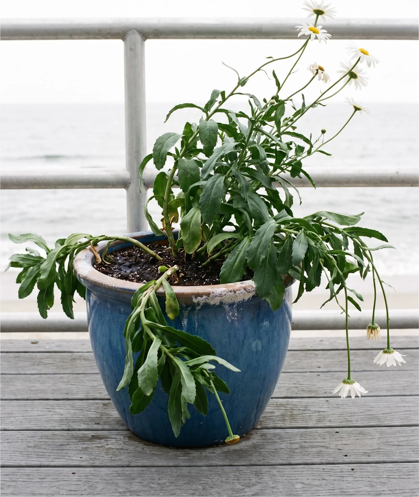 An overfed marguerite daisy run to soft leafy growth in a glazed pot on a weathered deck, with only four flowers open