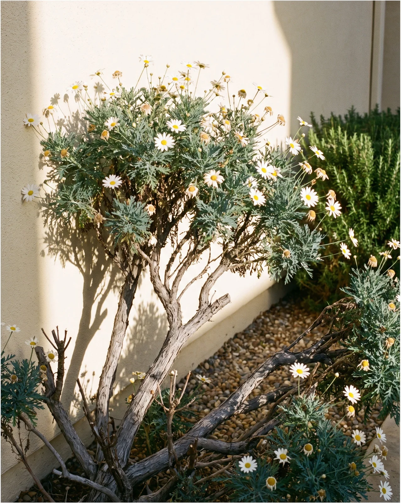 An old woody marguerite daisy growing in the ground in a frost-free courtyard in January, flowering on bare grey stems