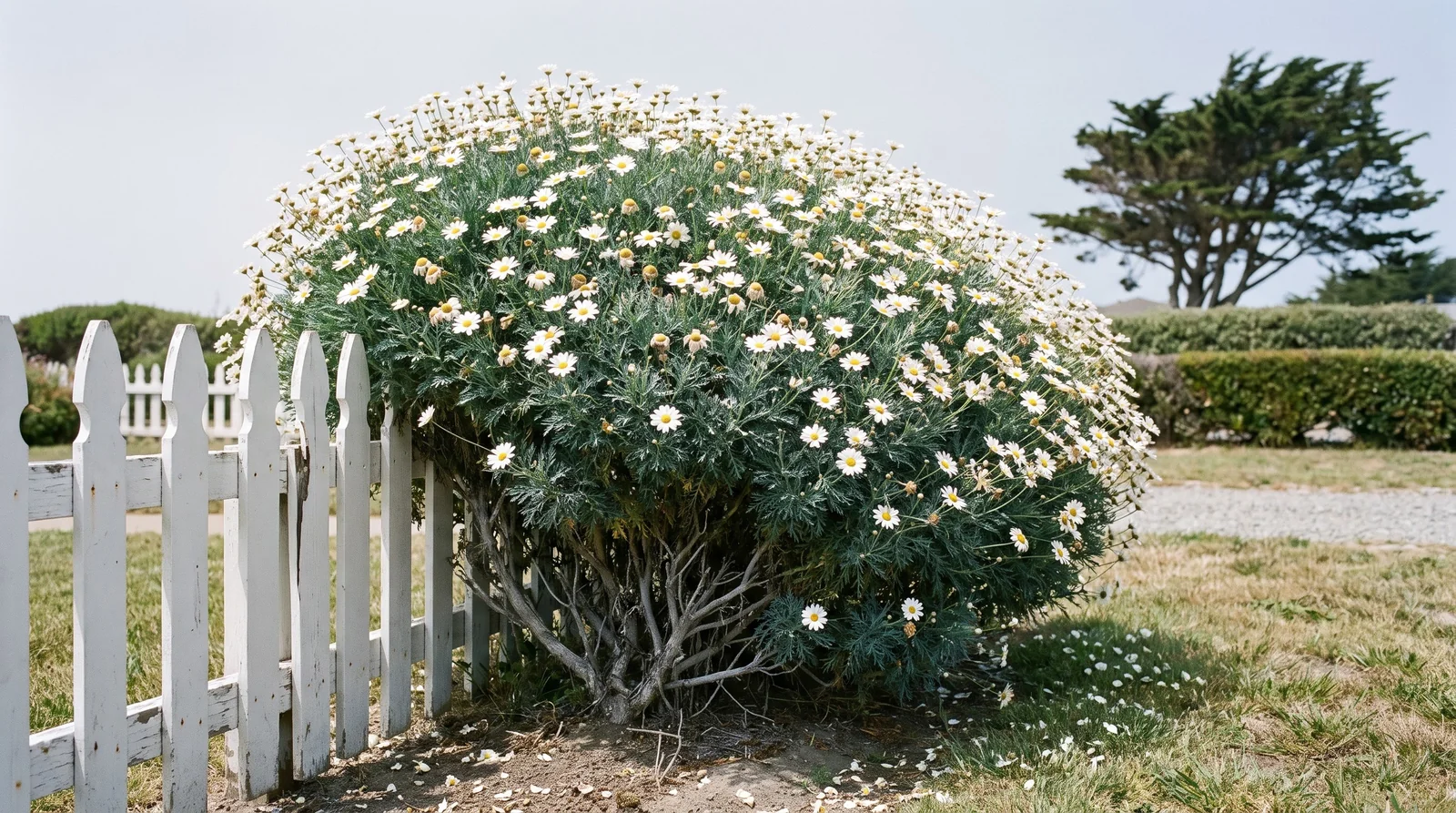 A settled marguerite daisy in the ground standing taller than a low white picket fence in a coastal front garden