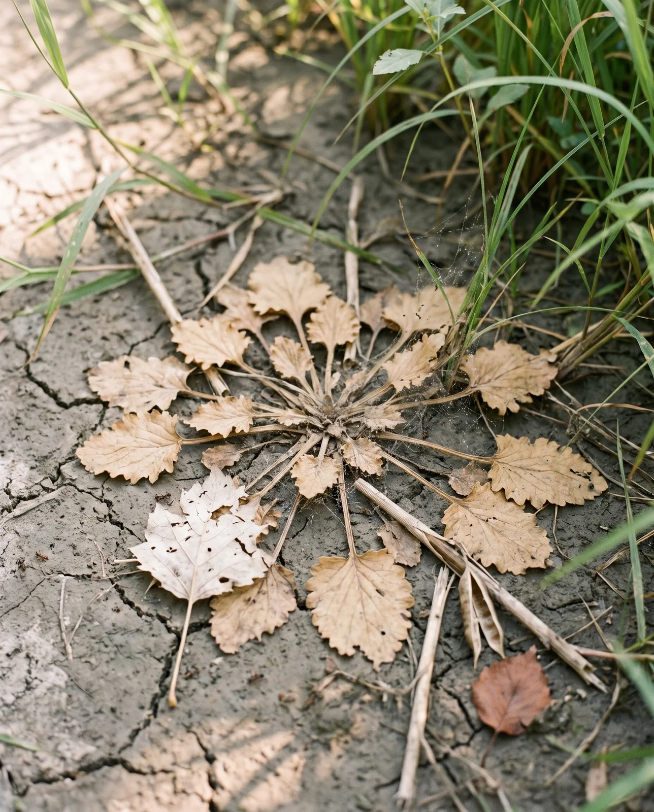 Straw brown collapsed marsh marigold leaves lying flat on drying mud in August with green sedges grown up around the gap