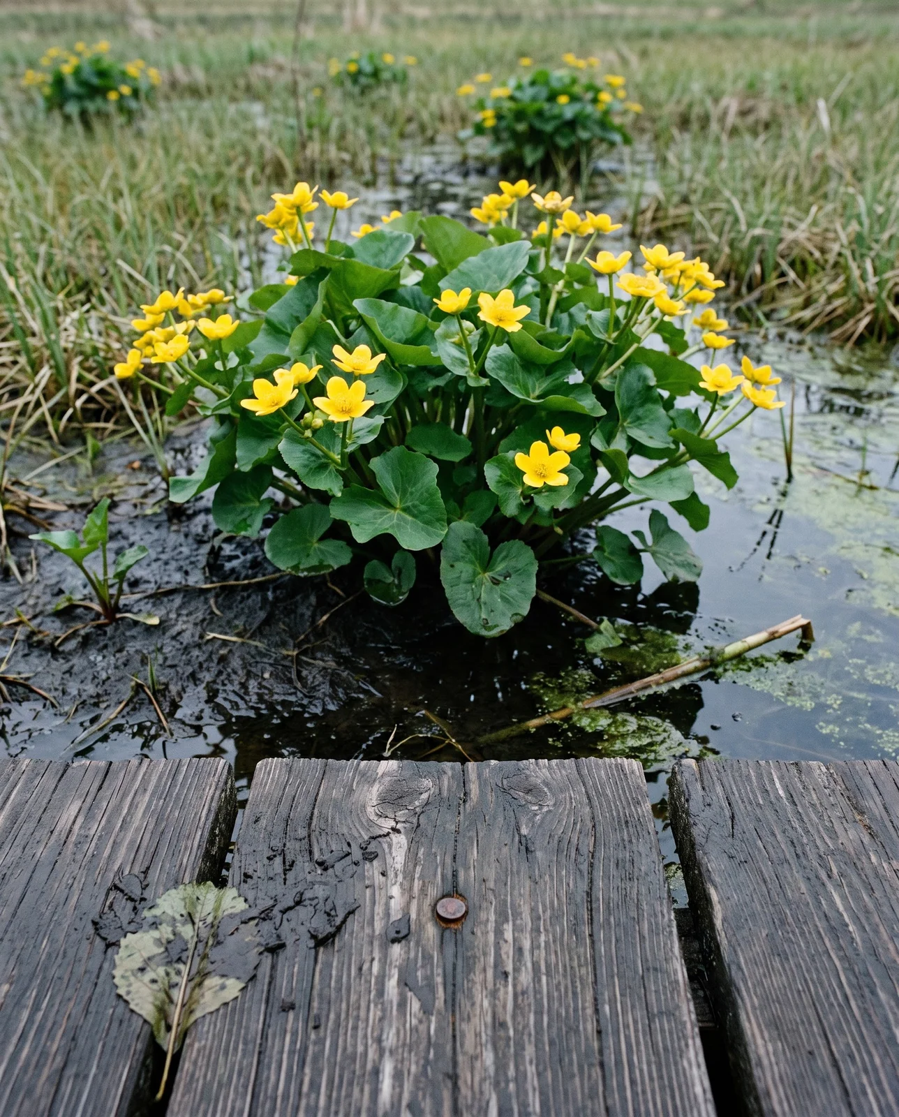 A marsh marigold clump beside a cedar boardwalk plank showing its mounded foot high habit and distinct clump edges