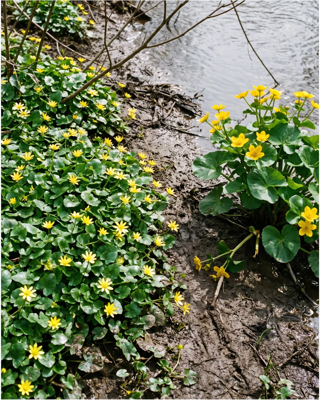 A dense low mat of lesser celandine meeting a tall distinct clump of marsh marigold on a wet stream bank in spring