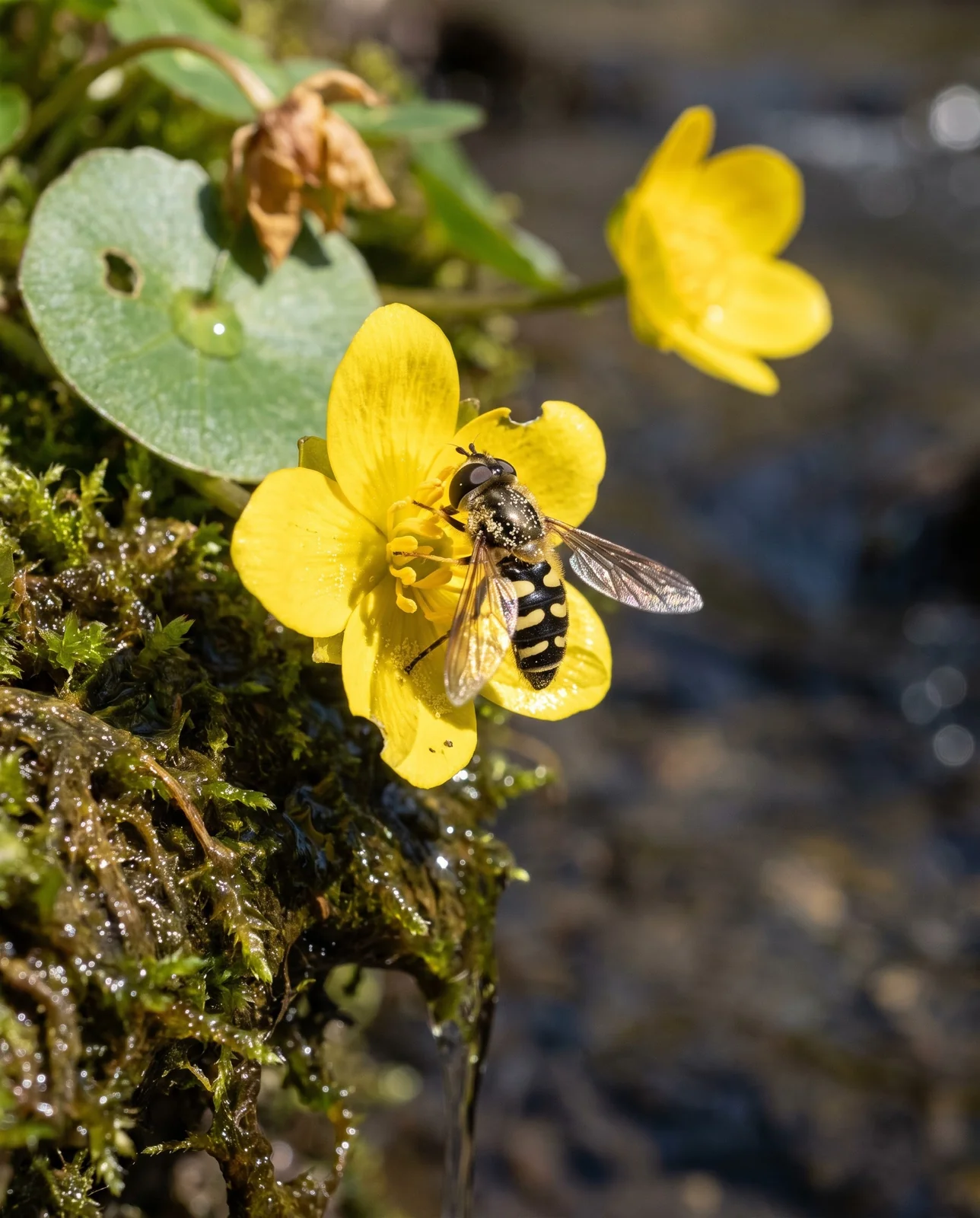 A hoverfly feeding at the stamen boss of an open marsh marigold flower on a wet ledge in warm spring sunlight