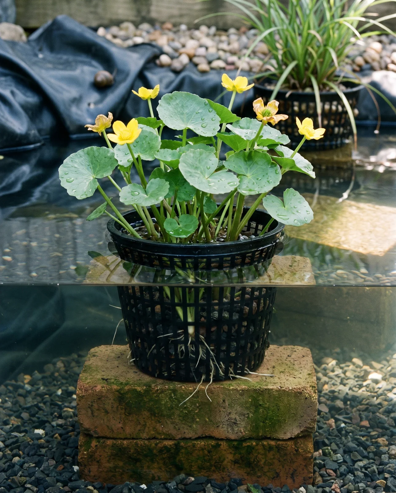 A black mesh aquatic basket of marsh marigold set on stacked bricks so its crown sits two inches under a garden pond surface