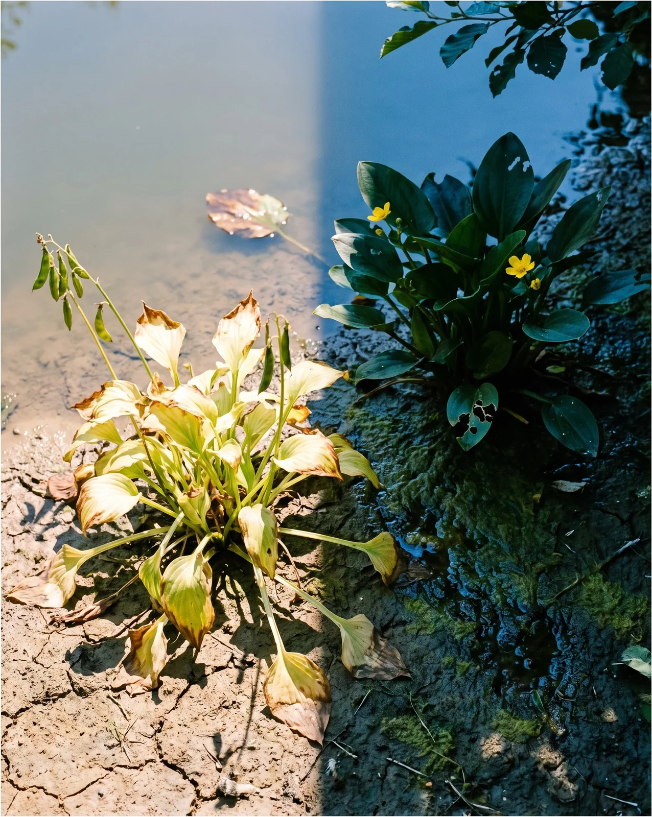 Two marsh marigold clumps on one pond edge, one limp and yellowing in hard afternoon sun, one still glossy in alder shade