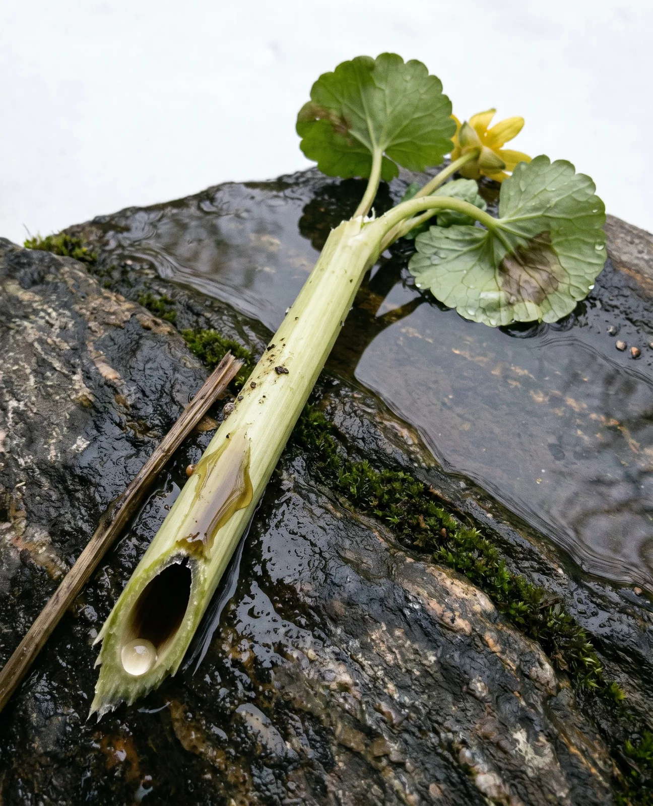 A snapped hollow marsh marigold stem lying on a wet rock with clear sap standing at the broken end