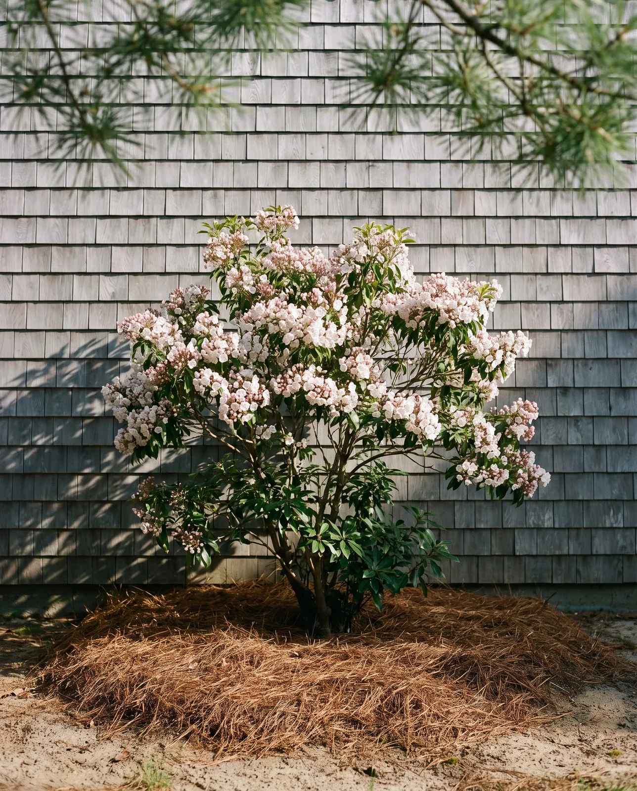 Mountain laurel on the east side of a weathered shingled house, morning sun on top, roots mulched with pine straw