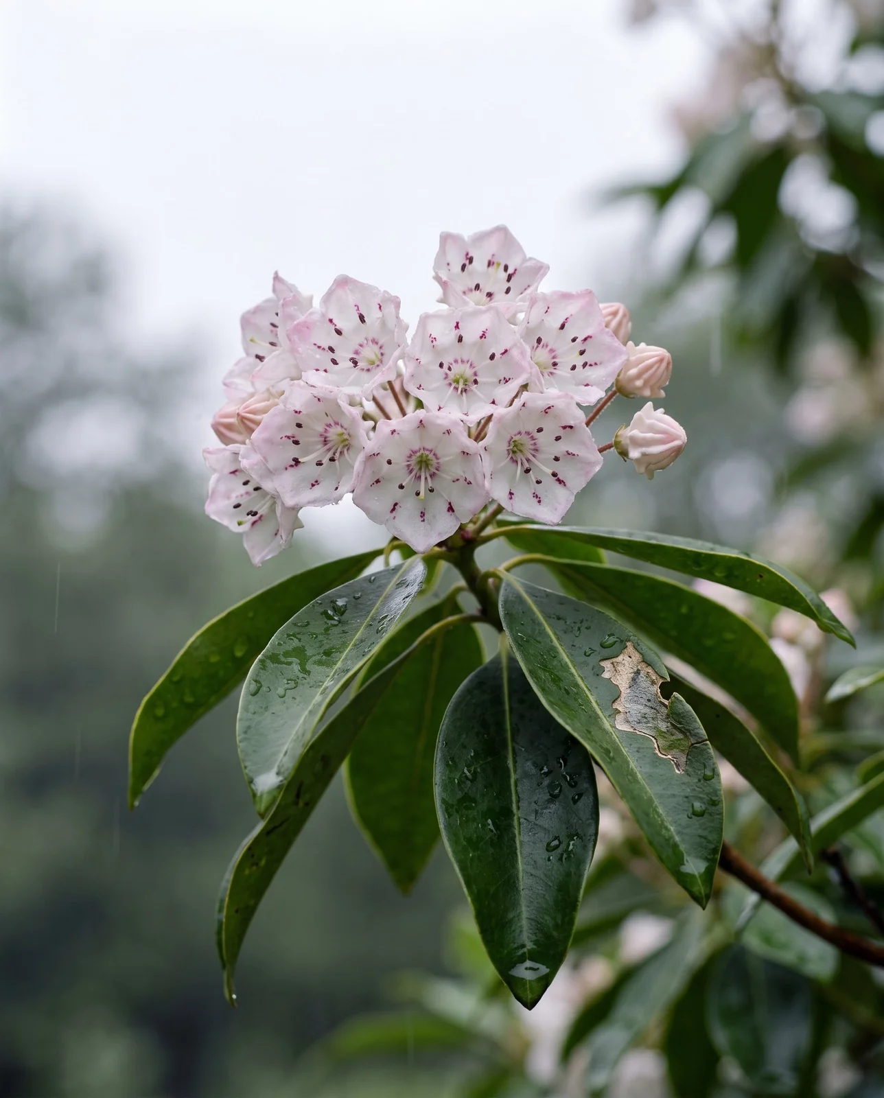 Close identification view of one mountain laurel flower cluster with glossy elliptical leaves behind it