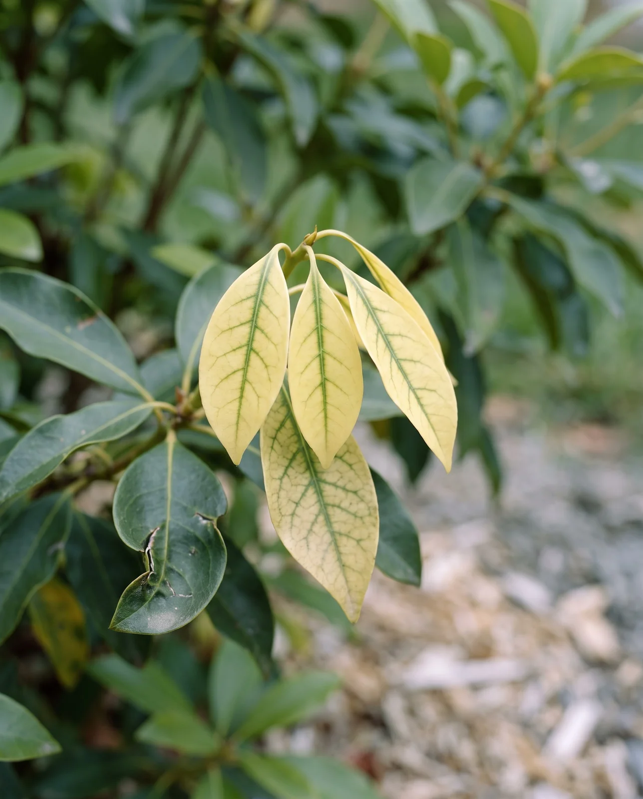 Youngest mountain laurel leaves yellow between green veins, older leaves behind still dark