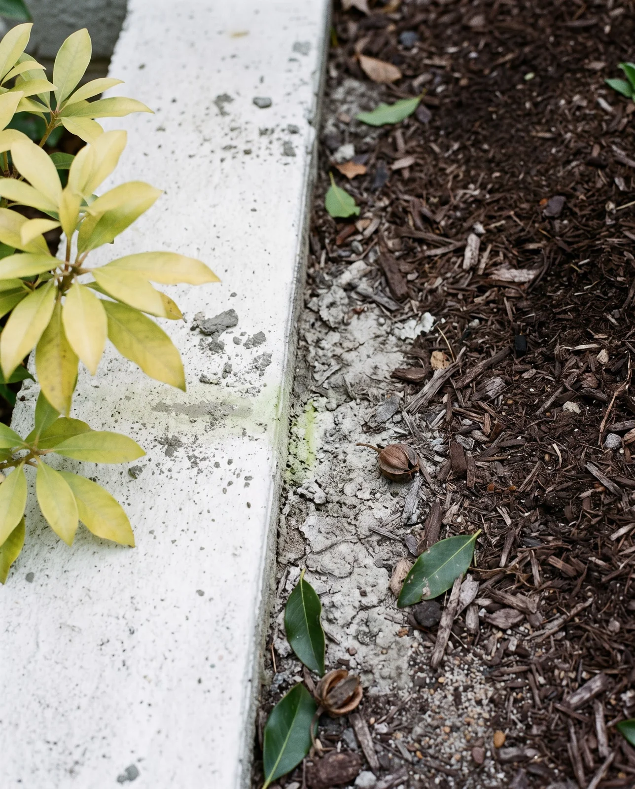 Ground-level view where a pale new concrete foundation meets dark leaf-mould soil at a mountain laurel planting
