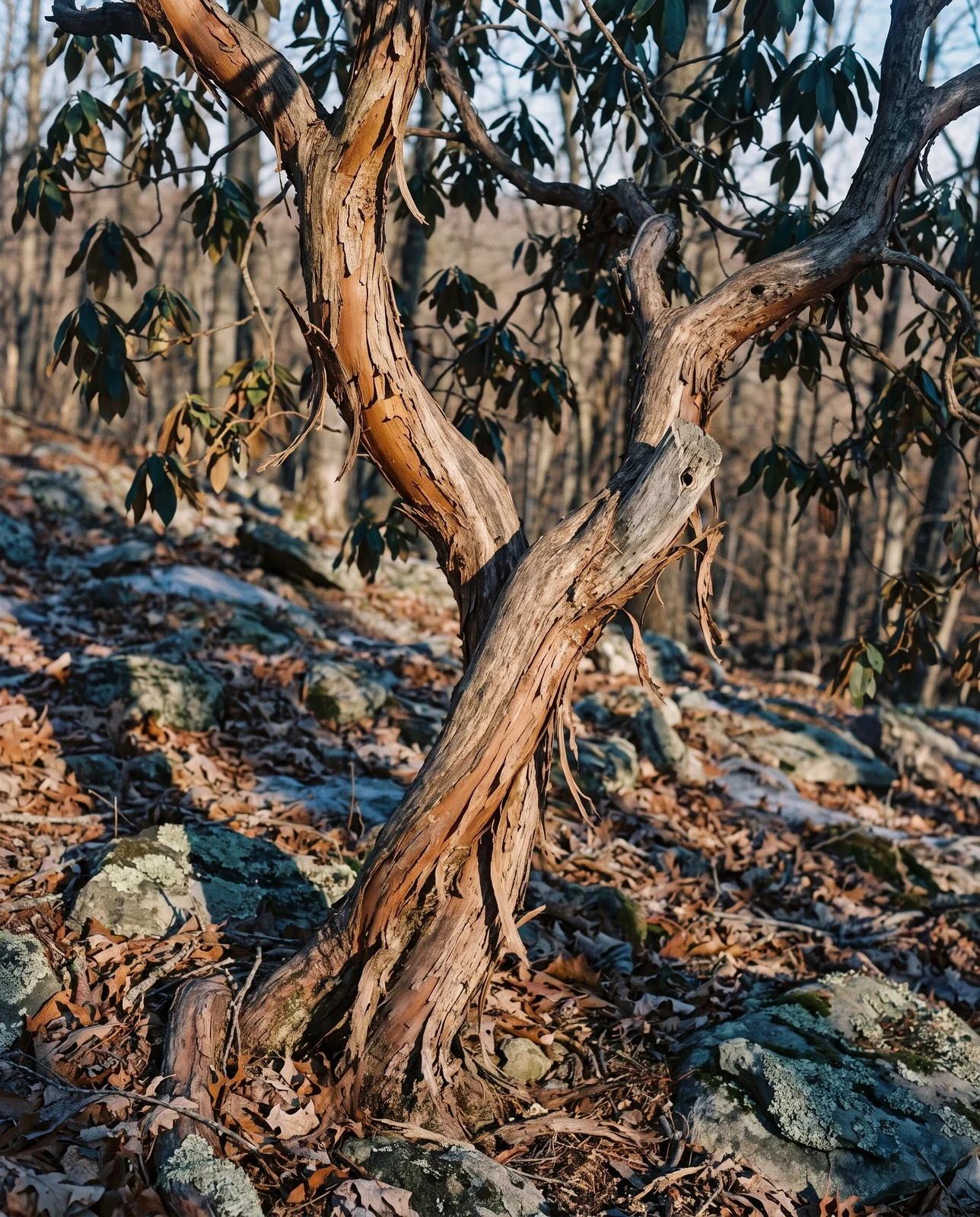 Contorted cinnamon-barked trunk of an old mountain laurel in a Pennsylvania wood in late winter