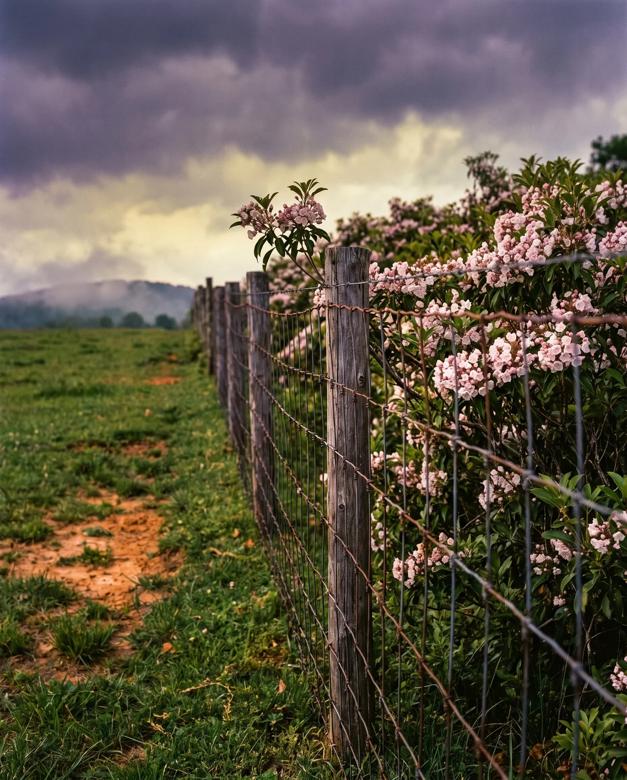 Woven wire fence separating a grazed field from a blooming mountain laurel thicket at a wood edge