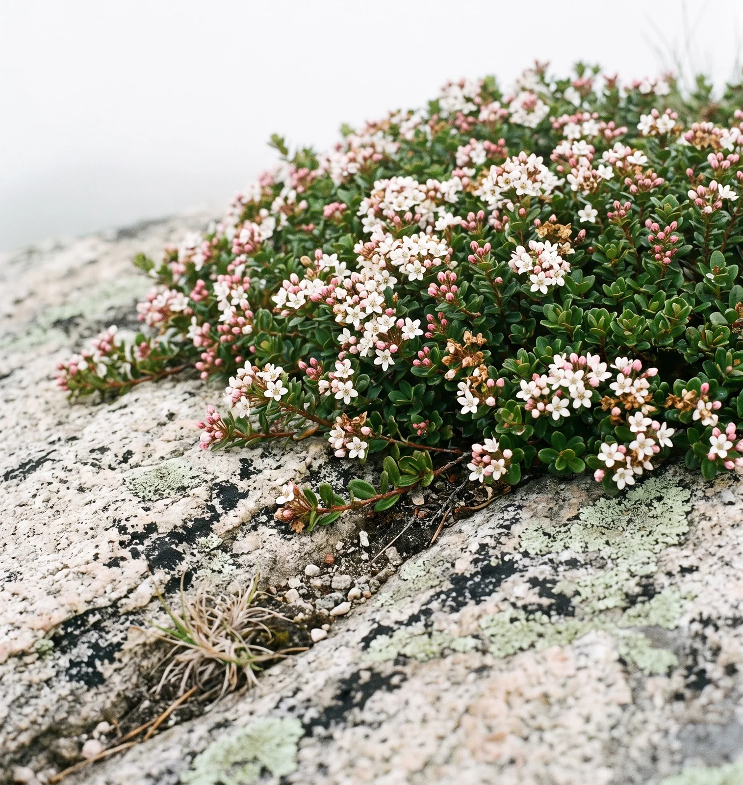Low sand myrtle mat with tiny boxwood-like leaves and white flowers on a high rock ledge in fog