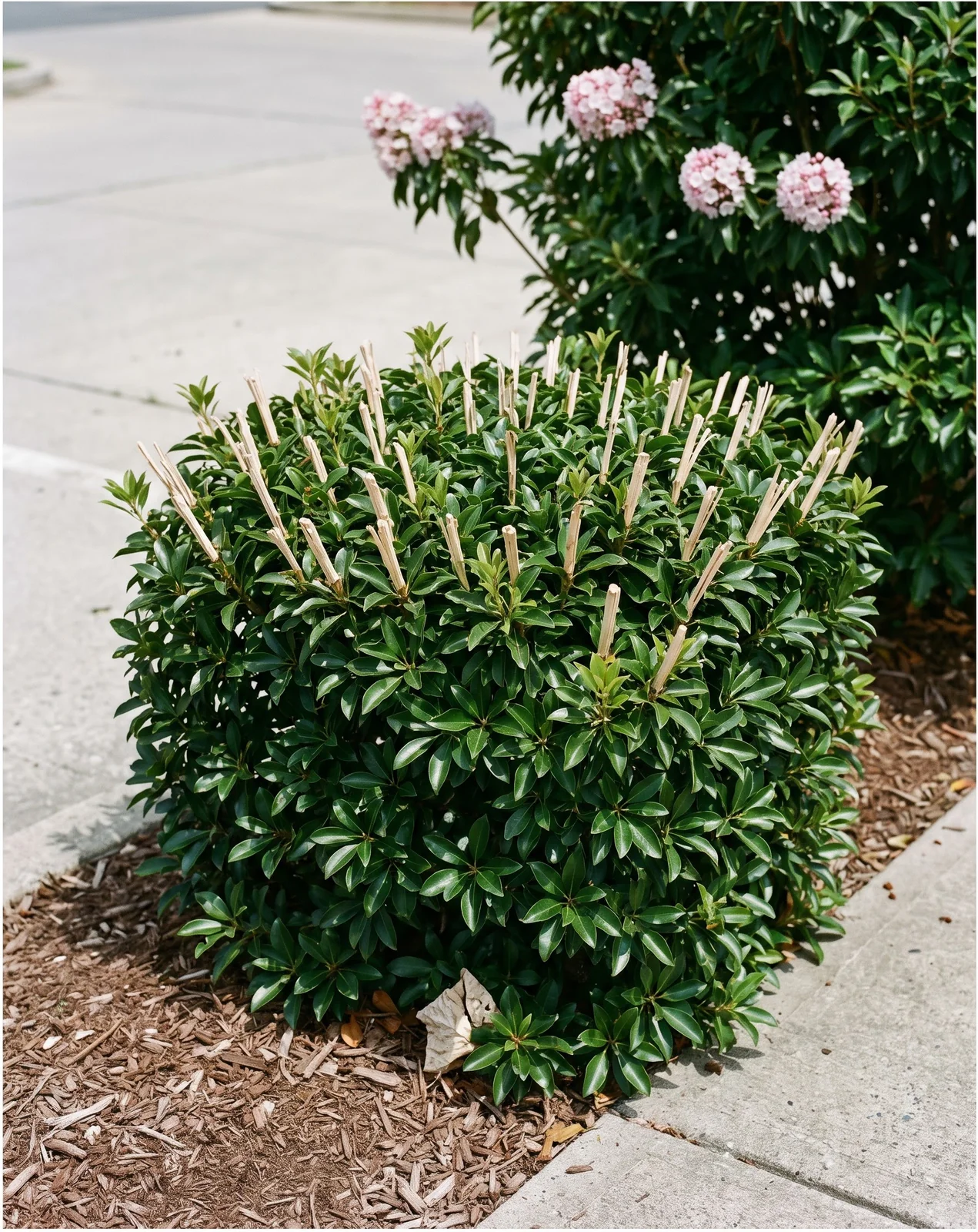 Mountain laurel sheared flat across the top, cut stubs visible, healthy leaves but no flower clusters