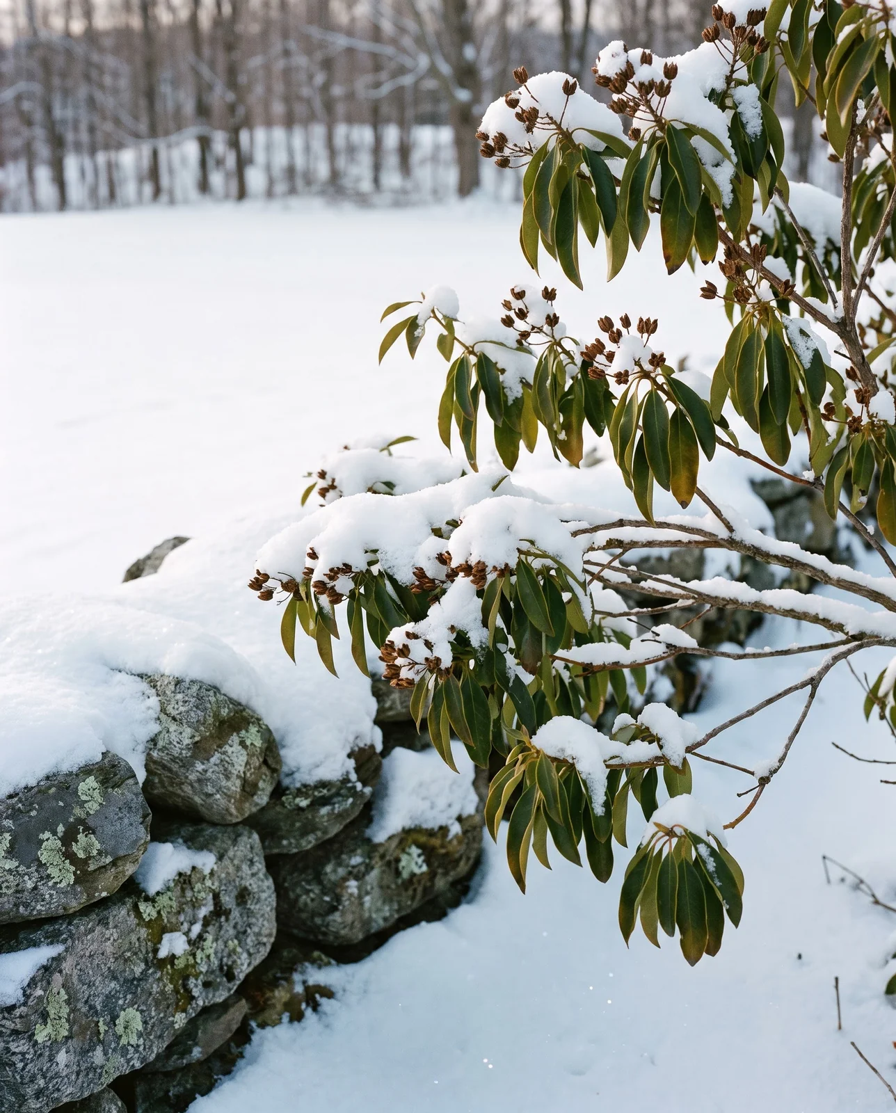 Snow-loaded evergreen mountain laurel beside an old fieldstone wall on a January morning