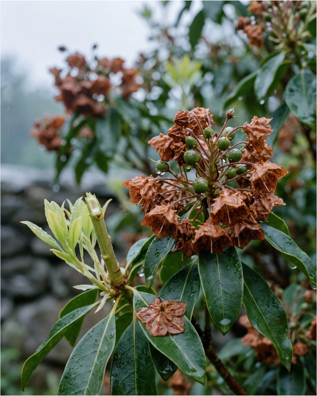 Browned spent mountain laurel flower heads with green seed capsules forming, next to a snapped-off cluster stub