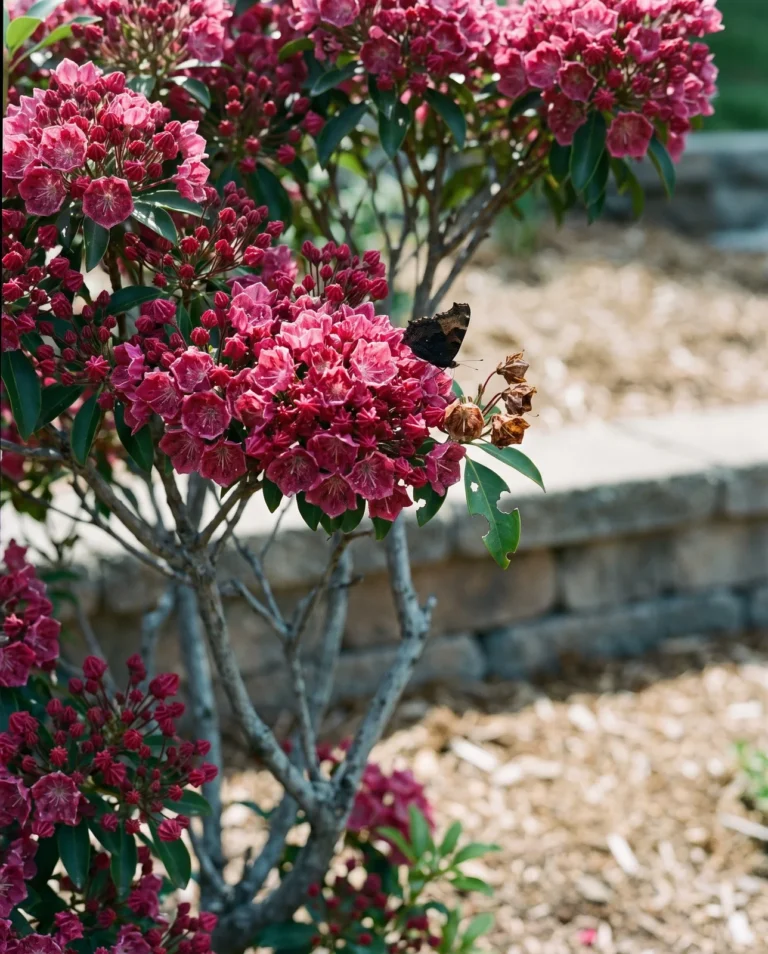 Raspberry pink mountain laurel Carol in bloom with a small butterfly settled on a cluster