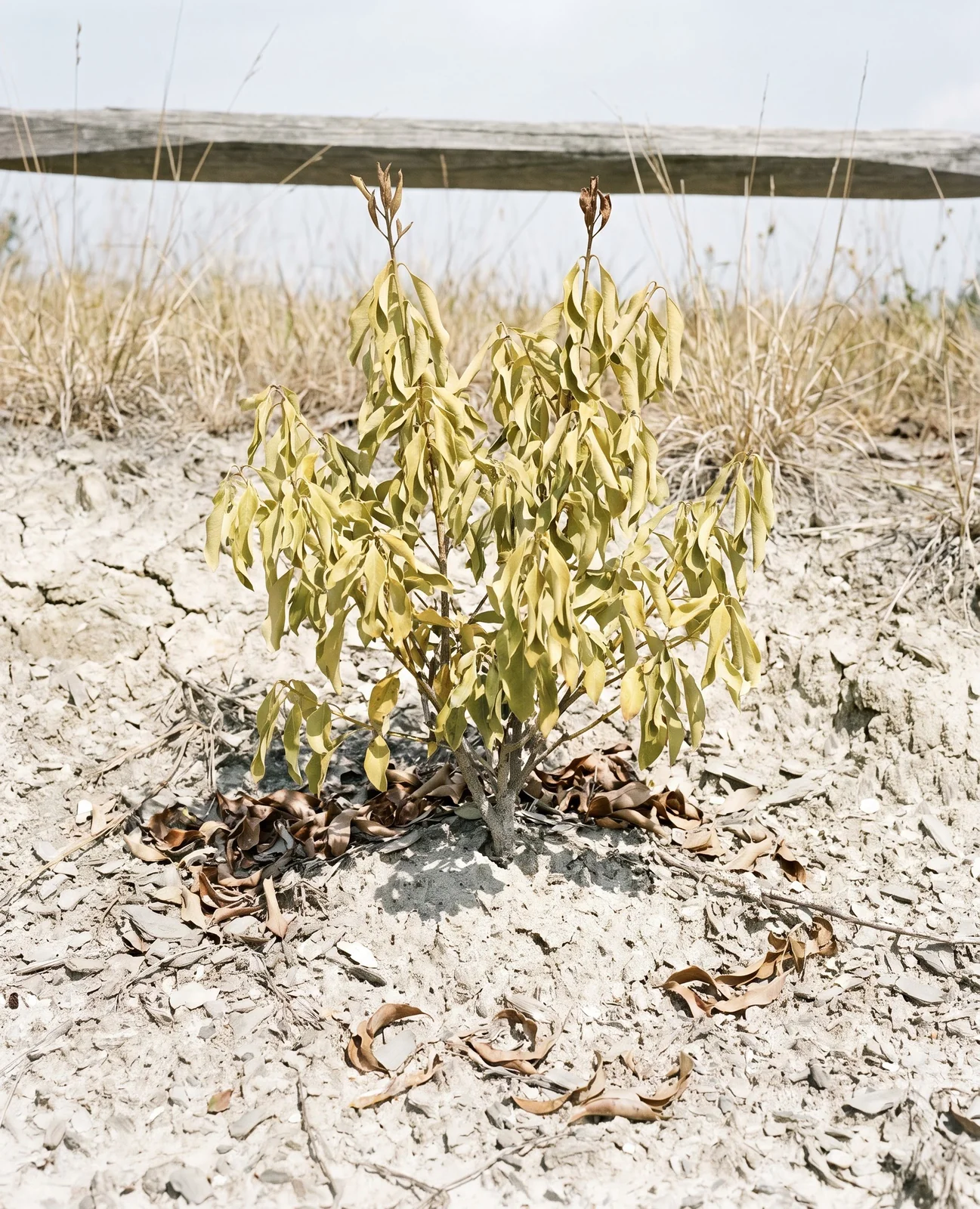 Whole mountain laurel dull and drooping in thin rocky soil during a hot dry August spell