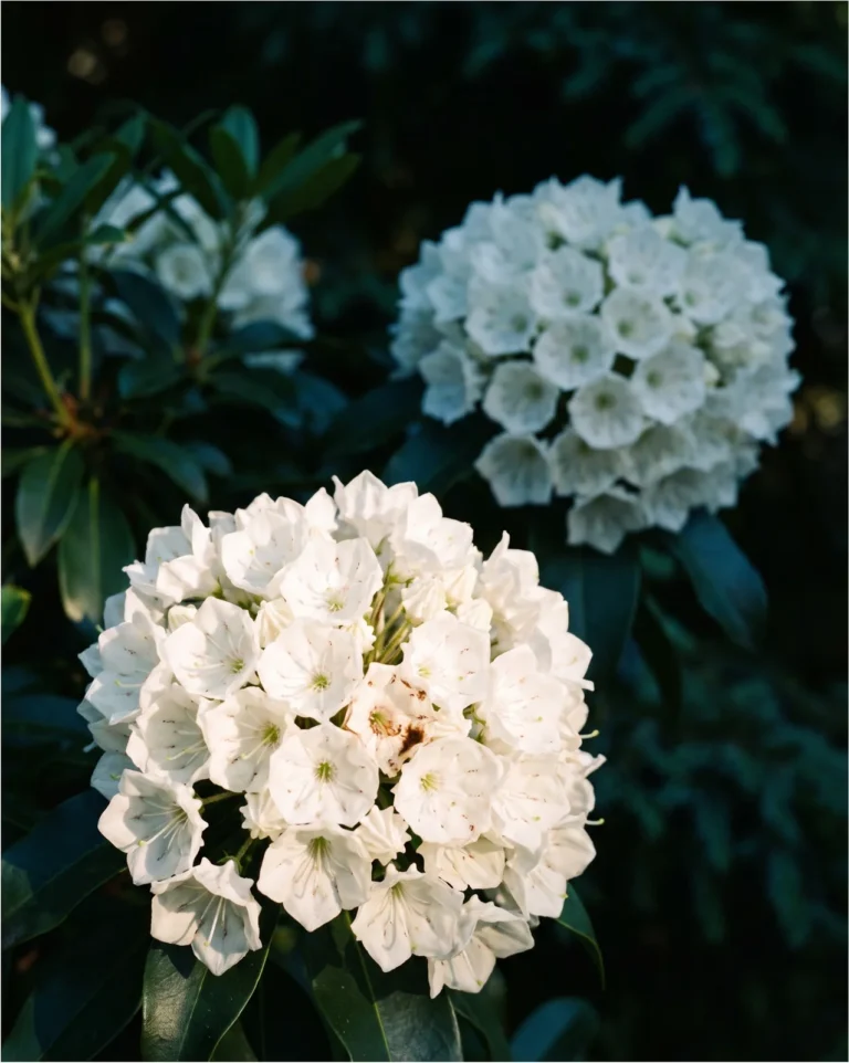 Large white flower clusters of mountain laurel Pristine seen close against dark shaded foliage