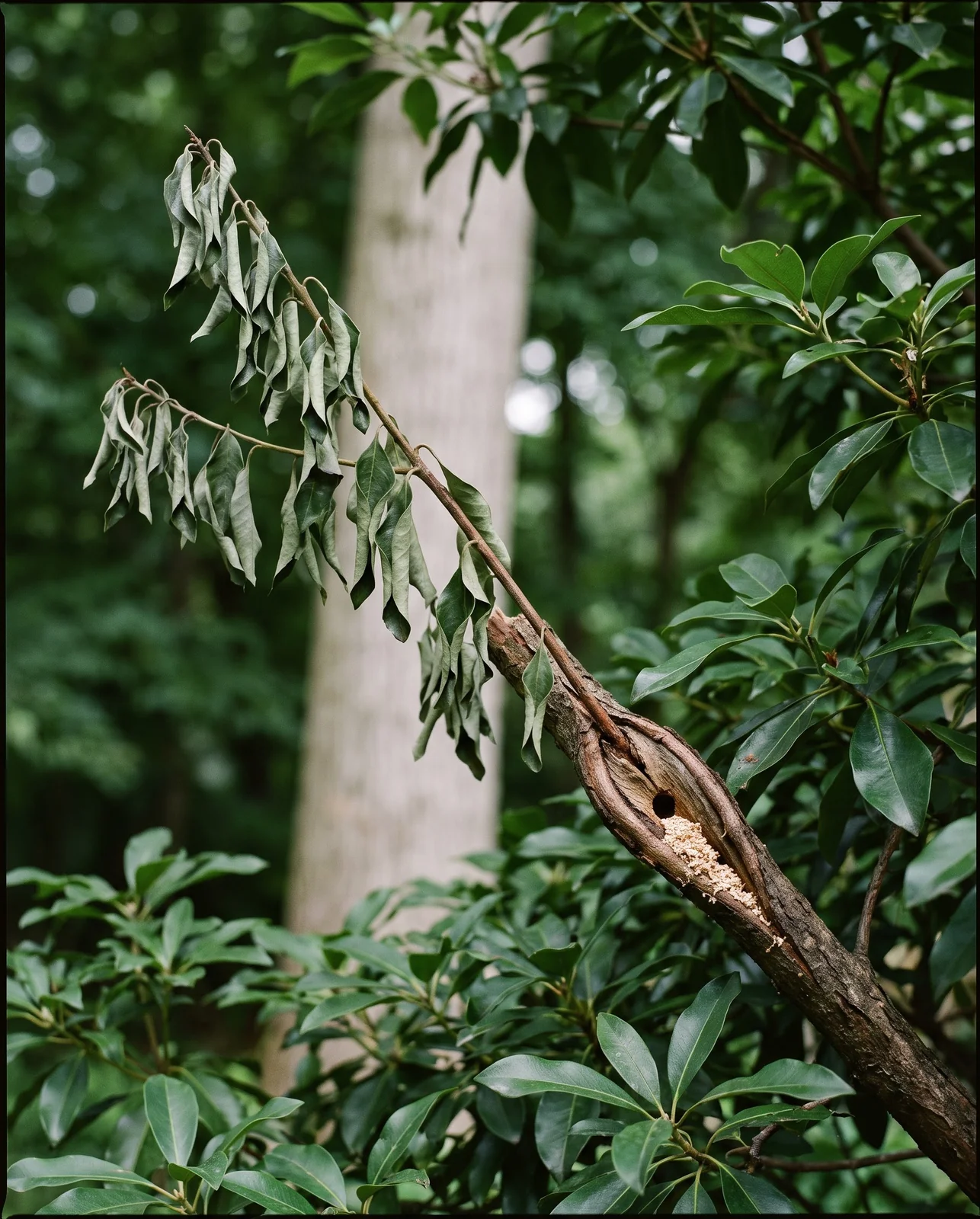 One wilted grey branch hanging in an otherwise healthy dark green mountain laurel