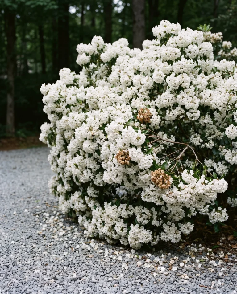 Compact white-flowered mountain laurel Snowdrift blooming heavily along a shaded gravel drive