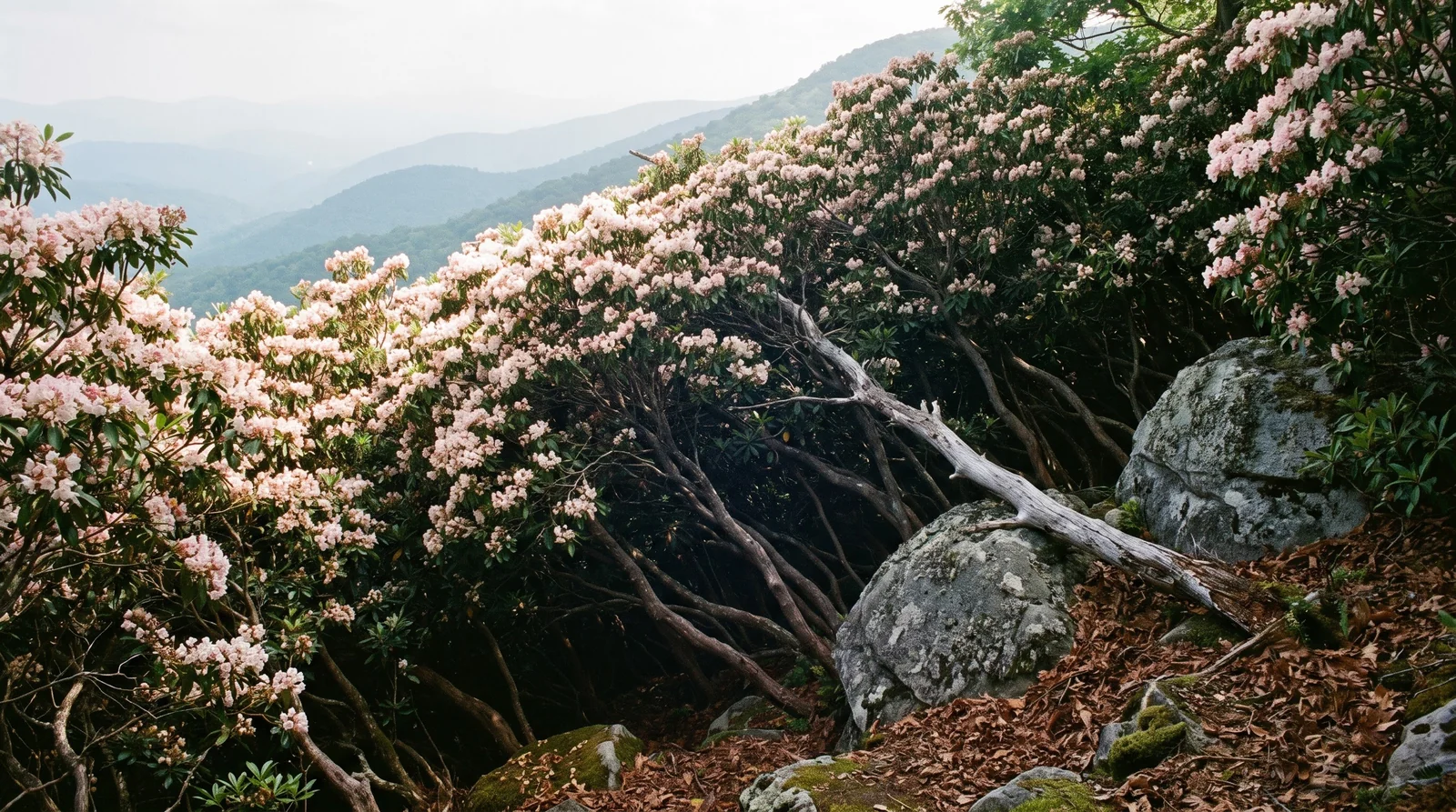 Dense impassable mountain laurel thicket in bloom covering a steep rocky Appalachian slope